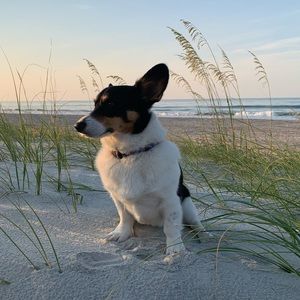 Meet your Posher, Schwirl